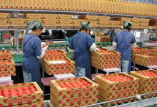Harvested tomatoes are to be shipped just in the same day freshly.