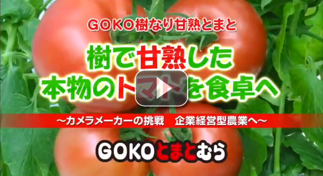 Introduction of GOKO TOMATO VILLAGE